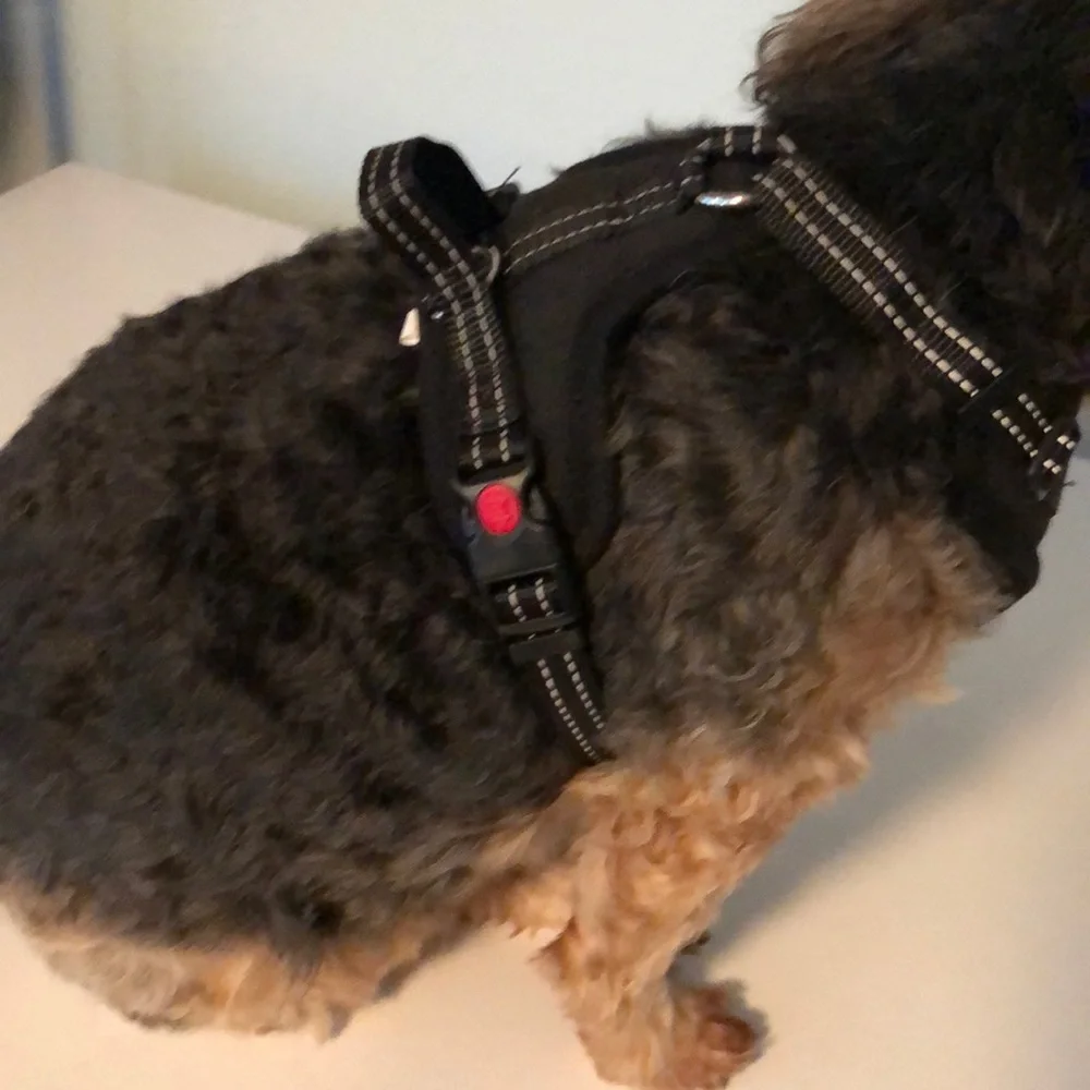 BOGO Dog Harness Black